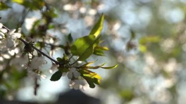 Beyaz kiraz çiçekleri rüzgarda sallanıyor. Bahar çiçekli meyve ağacı bahçesi. Çiçek doğal bir geçmişi var. Gün ışığında narin çiçekler. Bulanık bokeh doğa. Çiçek tomurcuğu Yaprak yakın çekim. Estetik