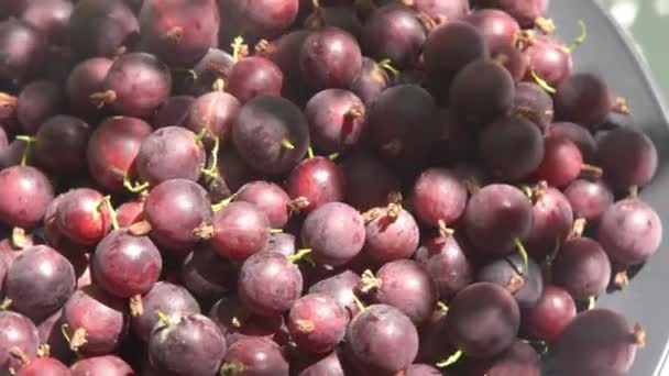 Masadaki Bektaşi Üzümleri Vitamin Yaz Yemeği Böğürtlen Hasadı Manzaralı Beyaz — Stok video