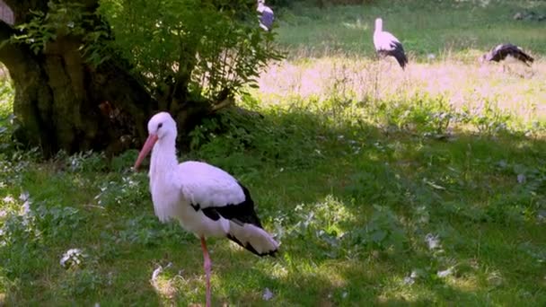 その木は大きな白い鳥です 野生生物 グリーンフィールド シコニア — ストック動画