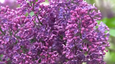 Leylak çiçeği dalı. Çiçekli arka plan, doğal bahar. Çiçekli leylak çiçeği tomurcuğu. Bahar zamanı rengi. Güzel mor yaprak bitkisi. Botanik bitki havası Yaz bahçesi Pembe Liliak rüzgarı sallanıyor