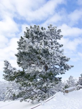 Dağın tepesindeki kış manzarası. Karda ağaçlar. Doğa geçmişi. Kuzey Kutbu Ormanı. Kuzey Kutbu. Karda Noel ağacı.