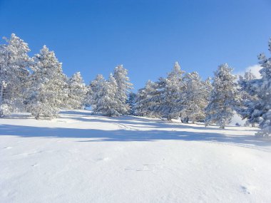 Dağın tepesindeki kış manzarası. Karda ağaçlar. Doğa geçmişi. Kuzey Kutbu Ormanı. Noel seyahati