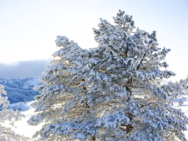 Dağın tepesindeki kış manzarası. Karda ağaçlar. Doğa geçmişi. Kuzey Kutbu Ormanı. Kuzey Kutbu. Karda Noel ağacı.
