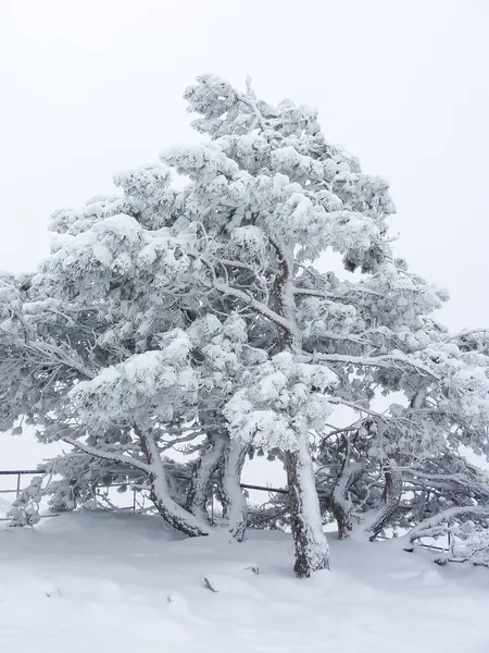 Зимний Пейзаж Вершине Горы Деревья Снегу Природа Лес Северного Полюса — стоковое фото