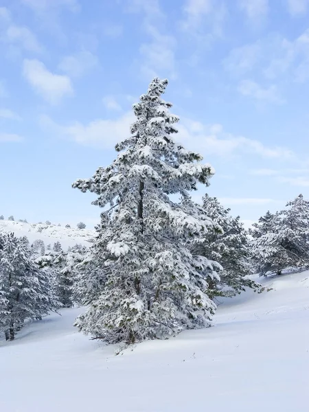 Winter Landscape Top Mountain Trees Snow Nature Background North Pole — Stock Photo, Image