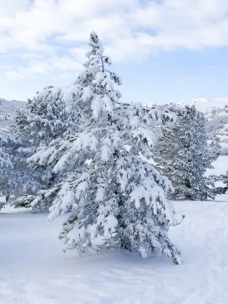 Zimowy Krajobraz Szczycie Góry Drzewa Śniegu Środowisko Naturalne Las Bieguna — Zdjęcie stockowe
