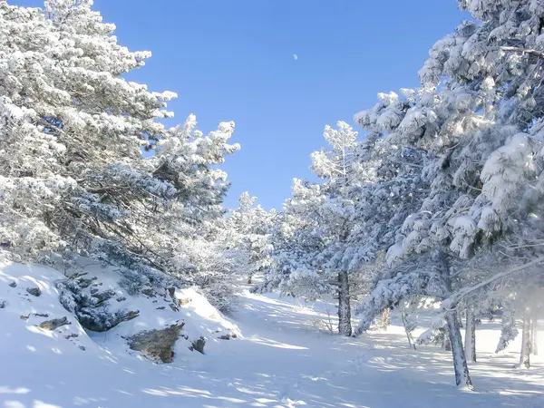 Zimowy Krajobraz Szczycie Góry Drzewa Śniegu Środowisko Naturalne Las Bieguna — Zdjęcie stockowe