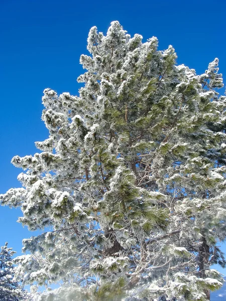 山顶上的冬季风景 在雪中的树 自然背景 北极森林 雪地里的圣诞树 — 图库照片