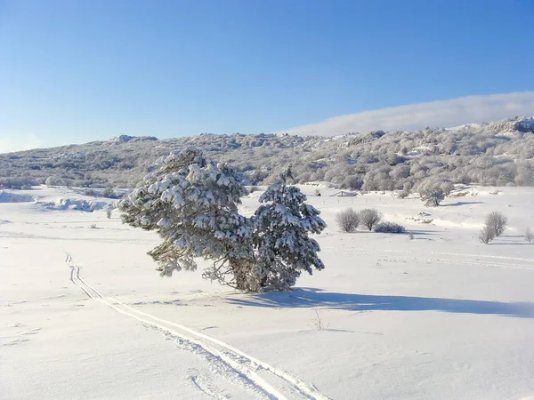 Зимний Пейзаж Вершине Горы Деревья Снегу Природа Северный Полюс — стоковое фото
