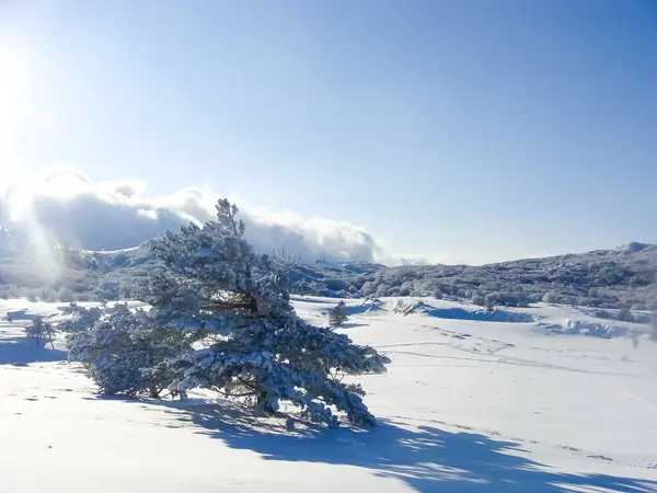 Zimowy Krajobraz Szczycie Góry Drzewa Śniegu Środowisko Naturalne Las Biegun — Zdjęcie stockowe