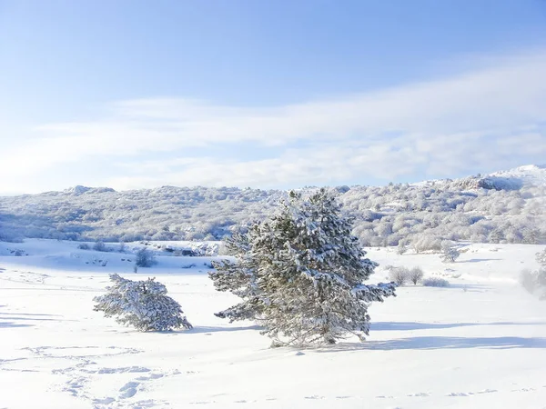 Zimowy Krajobraz Szczycie Góry Drzewa Śniegu Środowisko Naturalne Las Biegun — Zdjęcie stockowe