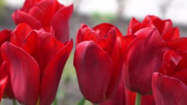 Kırmızı laleler baharda çiçek açar. Görüntü bokeh. Lale çiçeği doğası. Çiçek arkaplan. Botanik bahçesi. Çiçek tomurcukları. Çiçek açan ruh hali. Güzel estetik yaprak bitkisi. Rüzgarın dalgalanması güneşli bir gün.