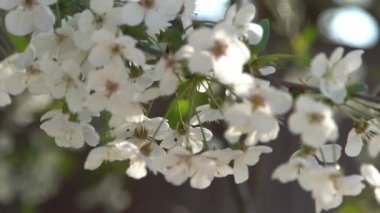 Beyaz kiraz çiçekleri rüzgarda sallanıyor. Bahar çiçekli meyve ağacı bahçesi. Çiçek doğal bir geçmişi var. Gün ışığında narin çiçekler. Bulanık bokeh doğa. Çiçek tomurcuğu Yaprak yakın çekim. Estetik