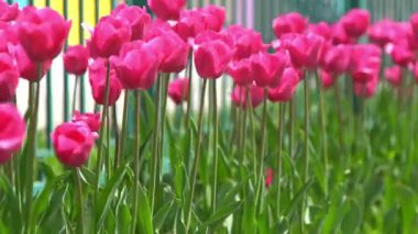 Pembe laleler baharda çiçek açar. Görüntü bokeh. Lale çiçeği doğası. Çiçek arkaplan. Botanik bahçesi. Çiçek tomurcukları. Çiçek açan ruh hali. Güzel estetik yaprak bitkisi. Rüzgarın sallanması. Güneşli bir gün.