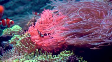 Kırmızı-beyaz çizgili balık soytarısı. Balıklar algler ve mercan resifleri arasında yüzerler. Okyanus tabanı. Deniz hayatı. Palyaço balığı sürüsü.