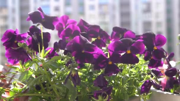 紫罗兰在风中摇曳 花园背景 在阳台上的一个罐子里种上一朵松软的紫罗兰花 盛开的春天阳光普照的自然 — 图库视频影像