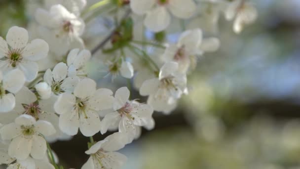 Weiße Kirschblüten Wiegen Sich Wind Frühjahrsblühender Obstbaumgarten Floraler Natürlicher Hintergrund — Stockvideo