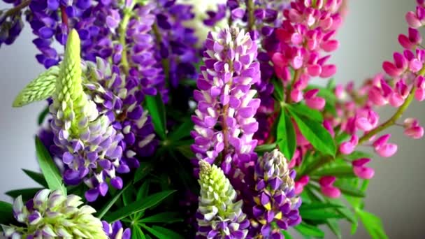 Bouquet Lupines Multicolored Summer Flowers Pink Purple Grey Background Lupine — Stock Video