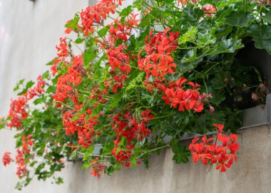 Sokakta kırmızı sardunyalar. Çiçek tarhında çiçek açan pelargonyum. Yaz penceresi balkon sokak dekoru. Çalı ekin. Bahçe arka planı. Yaprak açması. Bahçecilik ve bahçıvanlık