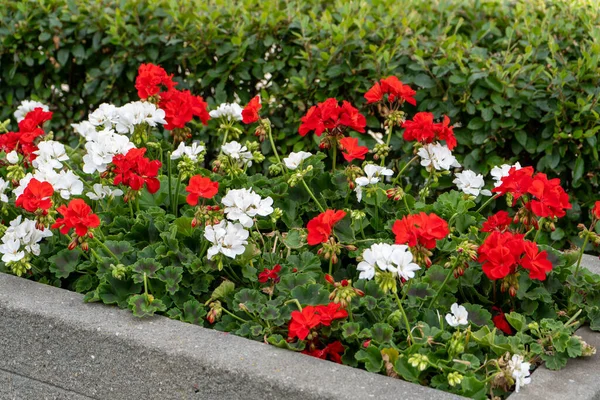 Red and white geraniums on the street. Flowering pelargonium in a flower bed. Summer flower bud. Plant bush. Garden background design. Petal blooming. Horticulture and gardening