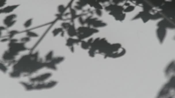 Shadow White Wall Branch Leaves Plant Sways Wind Sunny Day — Stock Video