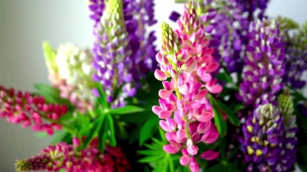 Ramo Altramuces Multicolor Flores Verano Rosa Púrpura Sobre Fondo Gris — Vídeo de stock
