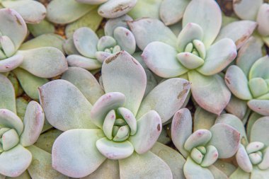 Çiçek tipi Echeveria Jelly Snow Angel. Sulu kaktüs bitkisi. Yeşil çiçek doğası bitki örtüsü. Evde kaktüs yetiştiriyorum. Çiçekçilik. Doğal estetiği terk eder. Flora yaprağı dokusu.