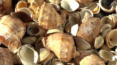 Kumsalda deniz kabukları. Yaz dönemi. Rapan deniz kabuğu kabuğu üst görünümü. Bej açık renk. Estetik minimalizm. Doğa güzelliği. Çok renkli deniz kabuklarının karışımı. Okyanus kıyısında. Deniz kabuğu güneş ışığı