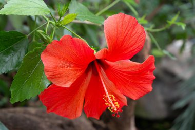 Çin amberinin kırmızı çiçeği tomurcuğu çiçek açar. Bahçedeki yeşillikte hibiscus rosa-sinensis. Çin gülü ya da Hawaii amber bitkisi. Doğa bahçe konsepti tasarımı. Yeşil arkaplan.