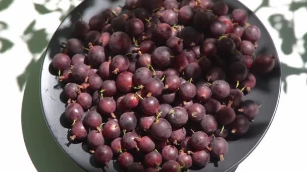 Kruisbessen Een Bord Tafel Vitamine Zomervoedsel Berry Oogst Bovenaanzicht Roze — Stockvideo
