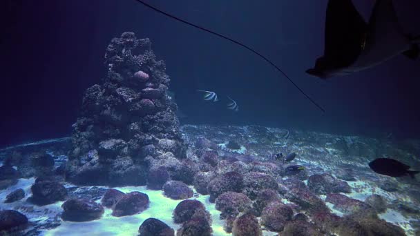 Πολύχρωμα Ψάρια Και Σαλάχια Κολυμπούν Ανάμεσα Φύκια Και Κοράλλια Μπλε — Αρχείο Βίντεο