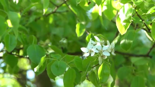 Green Leaves White Appletree Blossoms Sway Wind Spring Flowering Garden — Stock Video