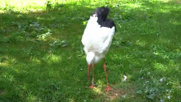 Ten Čáp Velký Bílý Pták Divoká Zvěř Zelené Pole Ciconia — Stock video