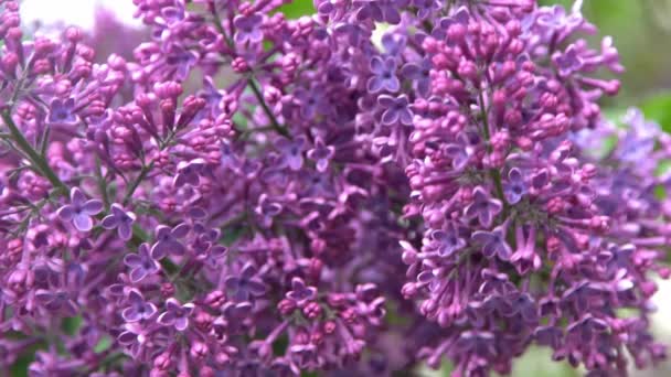 Lilac Bloemen Tak Bloemen Achtergrond Natuurlijke Lente Bloeiend Lila Bloemknop — Stockvideo