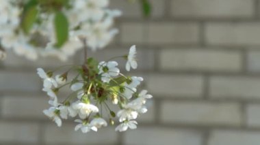 Beyaz kiraz çiçekleri rüzgarda sallanıyor. Bahar çiçekli meyve ağacı bahçesi. Çiçek doğal bir geçmişi var. Gün ışığında narin çiçekler. Bulanık bokeh doğa. Çiçek tomurcuğu Yaprak yakın çekim. Estetik