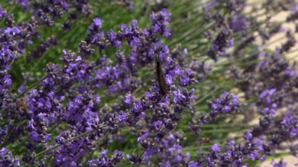 Flores Lavanda Púrpura Arbusto Mariposa Flor Campo Fondo Naturaleza Cultiva — Vídeo de stock