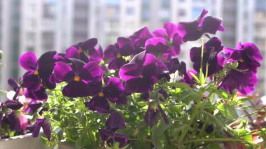 Mor mor ibneler rüzgarda sallanıyor. Bahçe arka planı. Balkonda bir saksıda nonoş Viola çiçeği yetiştir. Bahar geldi. Güneşli bir gün. Bahçıvanlık.
