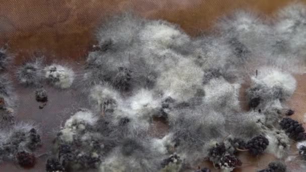White Mold Spoiled Food Mulberries Moldy Bad Food Background — Video Stock