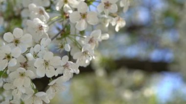 Beyaz kiraz çiçekleri rüzgarda sallanıyor. Bahar çiçekli meyve ağacı bahçesi. Çiçek doğal bir geçmişi var. Gün ışığında narin çiçekler. Bulanık bokeh doğa. Çiçek tomurcuğu Yaprak yakın çekim. Estetik