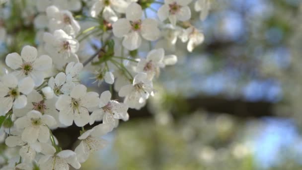 Біла Вишня Цвіте Вітрі Весняне Цвітіння Фруктового Дерева Саду Квітковий — стокове відео