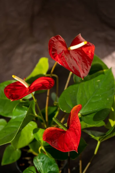 Brotes Anthurium Sobre Fondo Negro Flor Roja Casera Con Centro —  Fotos de Stock