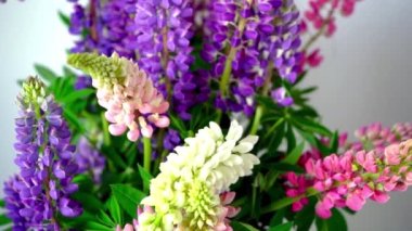 Bir buket lupin. Çok renkli yaz çiçekleri gri arka planda pembe ve mor renkte. Lupine çiçek tomurcukları. Yaz çiçekli arka plan.