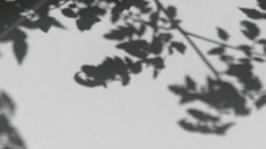 Shadow on the white wall. A branch with leaves of a plant sways in the wind. Sunny day. Black and gray leaf tree. Natural background. Abstract bokeh.