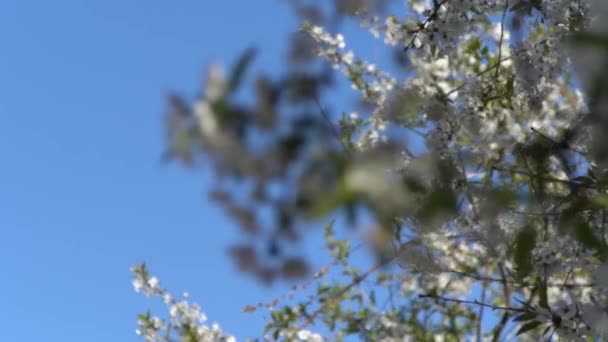 Fiori Ciliegio Bianco Ondeggiano Nel Vento Primavera Fioritura Giardino Degli — Video Stock
