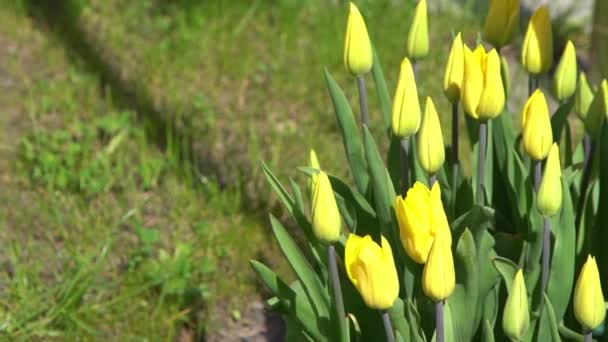Sarı Laleler Baharda Çiçek Açar Görüntü Bokeh Lale Çiçeği Doğası — Stok video