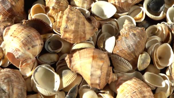 Conchas Marinhas Praia Fundo Verão Vista Superior Concha Rapan Conch — Vídeo de Stock