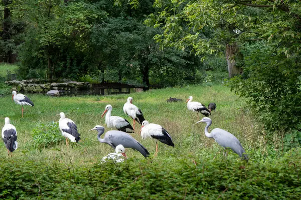 Stork Large White Bird Wildlife Green Field Ciconia — Stock Photo, Image