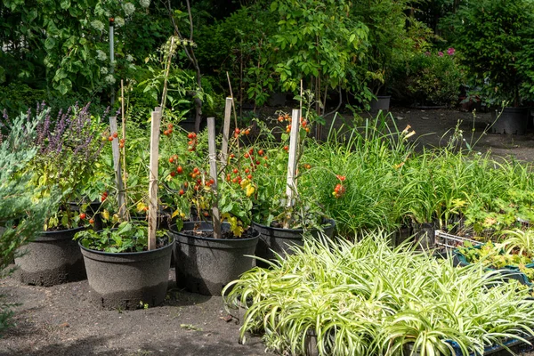 도시와 시골에 냄비와 침대에서 토마토를 재배합니다 식물이있는 취미와 — 스톡 사진