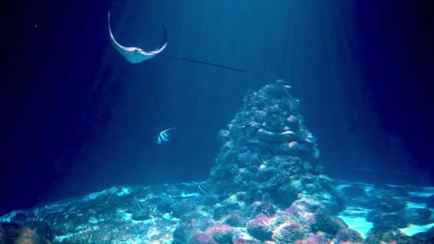 Colorful Fish Stingrays Swim Algae Corals Blue Sea Underwater Background — Stock Video