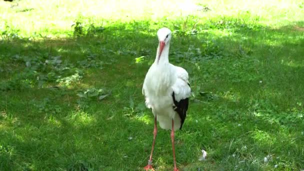 Bocian Duży Biały Ptak Dzika Przyroda Zielone Pole Cykonia — Wideo stockowe